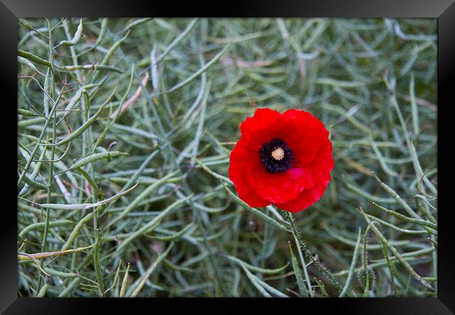 Single Poppy in Rape seedheads Framed Print by Colin Tracy