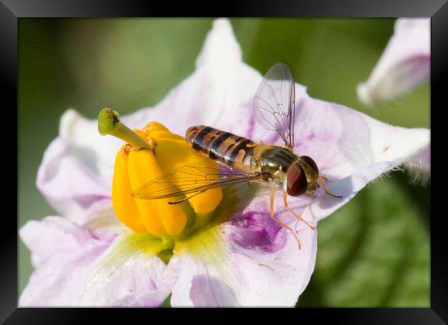  Hoverfly on Potato flower Framed Print by Colin Tracy