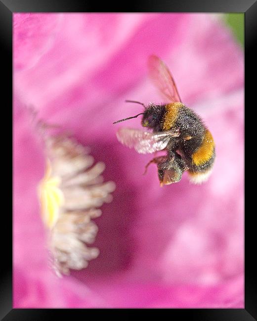 Bumble Bee Arriving   Framed Print by Colin Tracy
