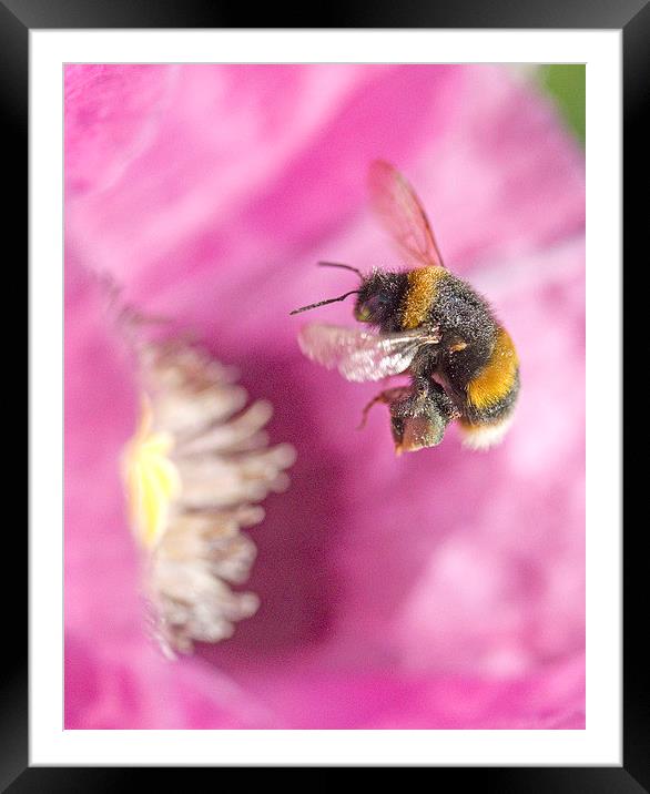 Bumble Bee Arriving   Framed Mounted Print by Colin Tracy