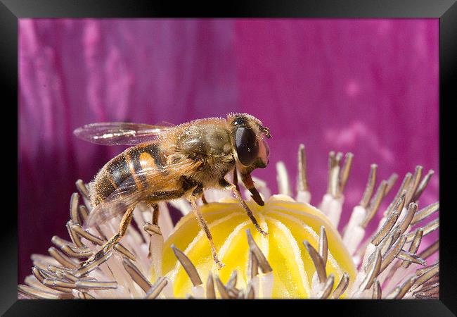  Hoverfly  Feeding on Poppy Nectar Framed Print by Colin Tracy