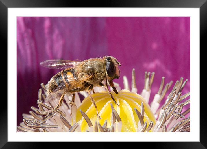  Hoverfly  Feeding on Poppy Nectar Framed Mounted Print by Colin Tracy