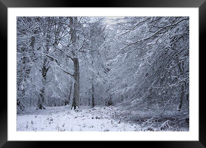  Rhinefield Drive Winter Framed Mounted Print by Colin Tracy