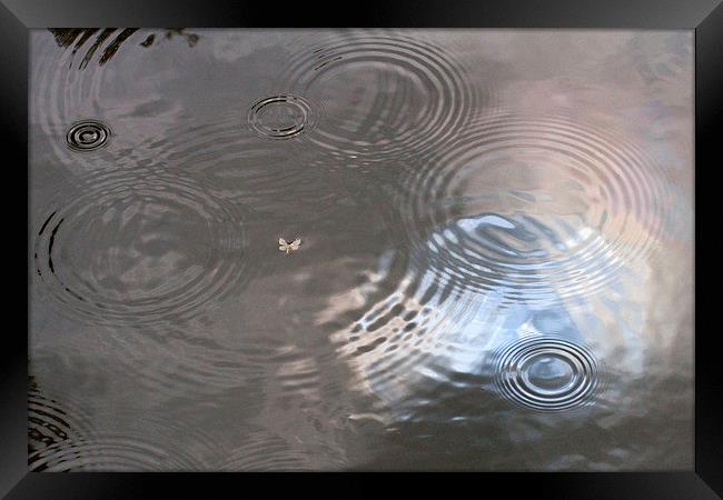  Rain Patterns on Surface of Pond Framed Print by Colin Tracy