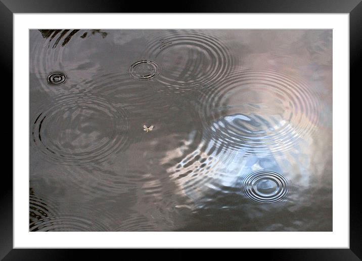  Rain Patterns on Surface of Pond Framed Mounted Print by Colin Tracy