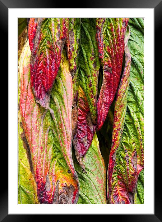 Giant Echium Leaves  Framed Mounted Print by Colin Tracy