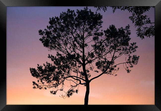  Sunset Holly Silhouette Framed Print by Colin Tracy