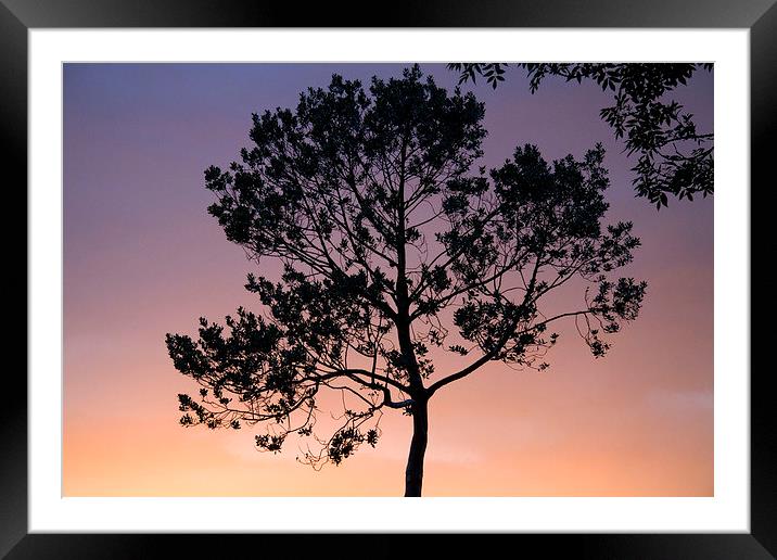  Sunset Holly Silhouette Framed Mounted Print by Colin Tracy