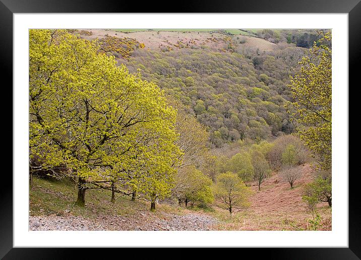  Spring Oaks on Exmoor Framed Mounted Print by Colin Tracy