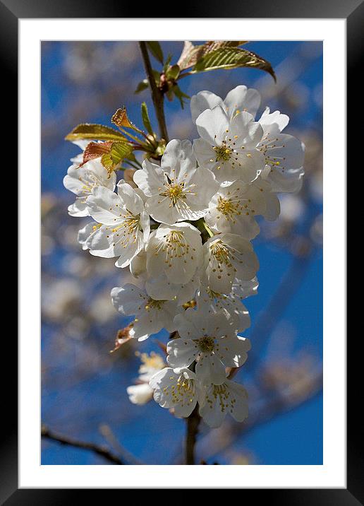  Wild Cherry Blossom Framed Mounted Print by Colin Tracy