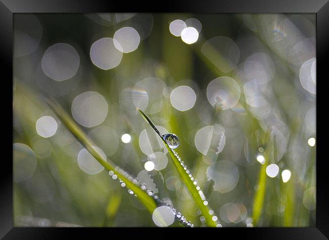  Glistening Dew Framed Print by Colin Tracy