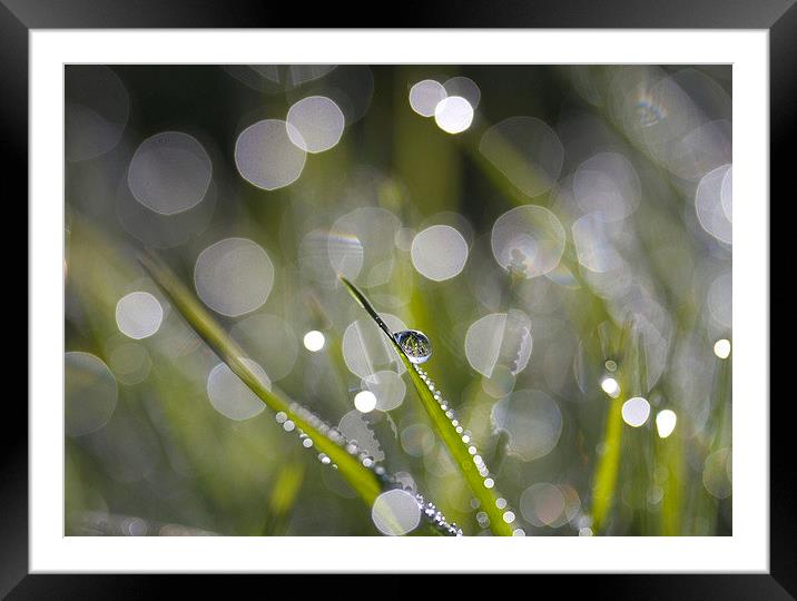  Glistening Dew Framed Mounted Print by Colin Tracy