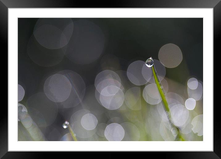  Dewdrop on Grass Framed Mounted Print by Colin Tracy