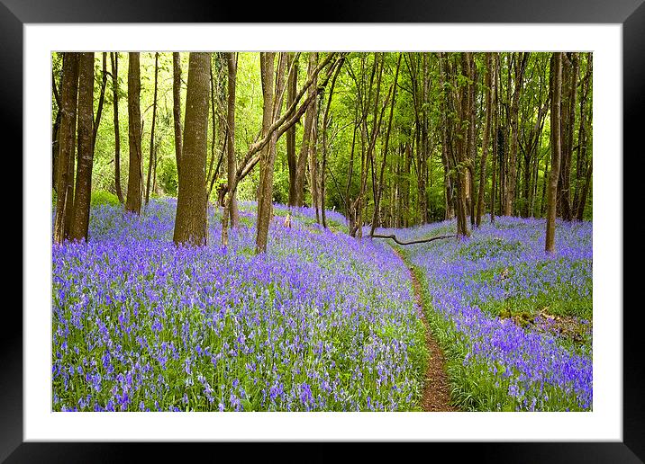 Thorncombe Woods Bluebells  Framed Mounted Print by Colin Tracy