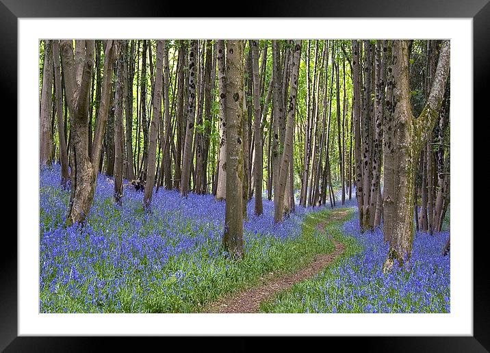 Thorncombe Bluebells 2  Framed Mounted Print by Colin Tracy