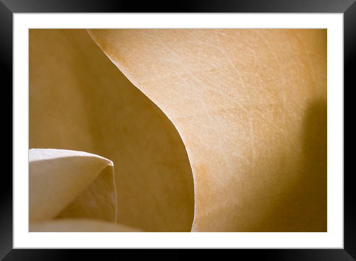  Magnolia flower abstract Framed Mounted Print by Colin Tracy