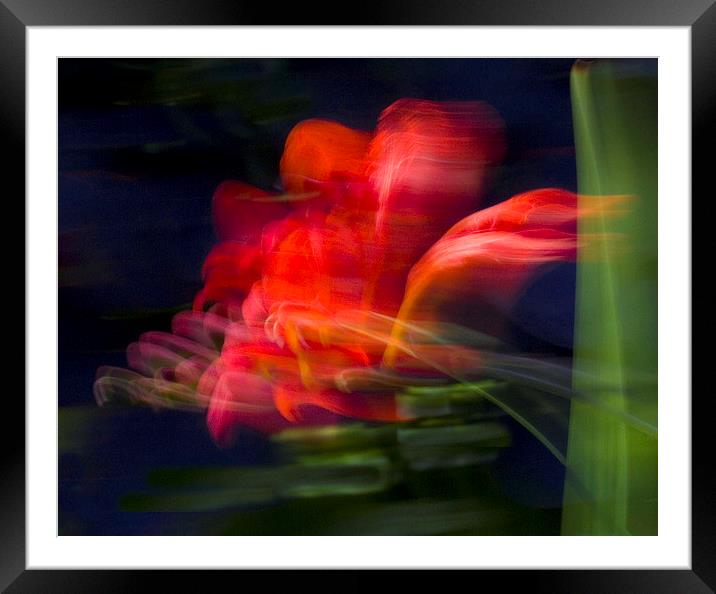  Wind-blown Crocosmia Framed Mounted Print by Colin Tracy