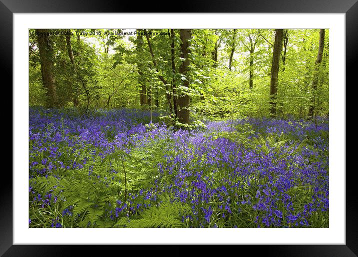  Bluebells and Ferns Framed Mounted Print by Colin Tracy
