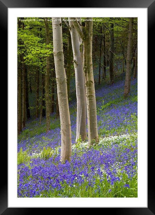  Young Beech trees among Bluebells Framed Mounted Print by Colin Tracy