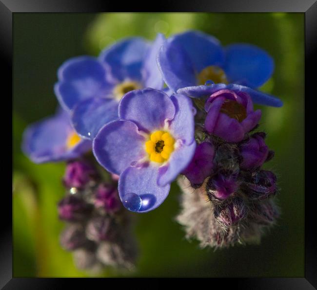 Forget-me-not Framed Print by Colin Tracy