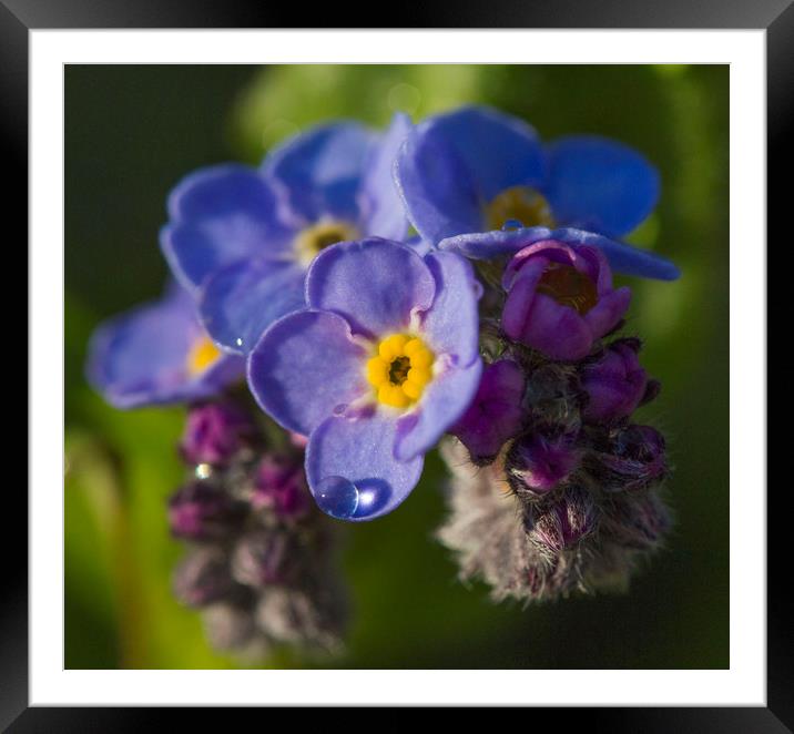 Forget-me-not Framed Mounted Print by Colin Tracy