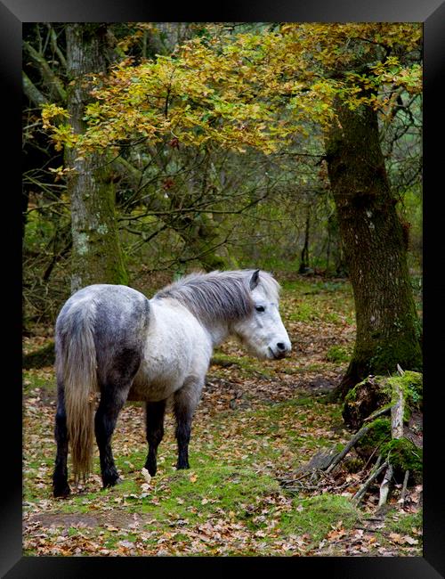 New Forest Pony Framed Print by Colin Tracy