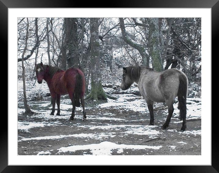 New Forest Ponies in the snow Framed Mounted Print by Colin Tracy