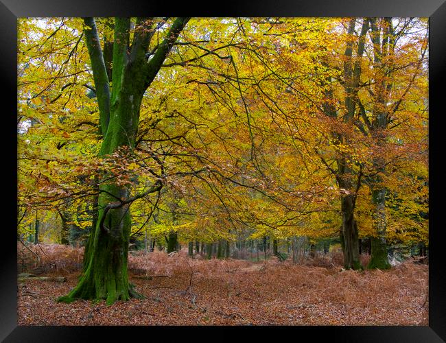 New Forest Autumn Framed Print by Colin Tracy