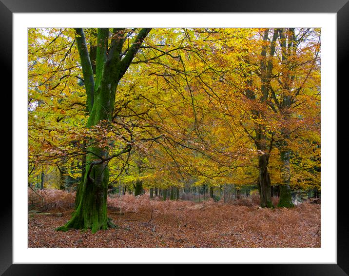 New Forest Autumn Framed Mounted Print by Colin Tracy