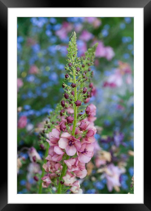 Verbascum against Forget-me-nots Framed Mounted Print by Colin Tracy