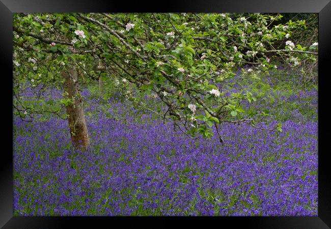 Bluebells beneath an Apple tree Framed Print by Colin Tracy