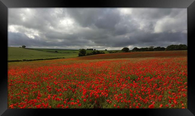 Poppy Field near Milton Abbas, Dorset Framed Print by Colin Tracy