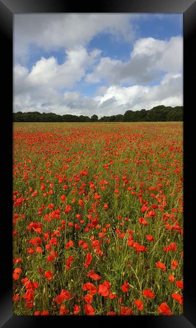 Poppy Field near Milton Abbas, Dorset 3 Framed Print by Colin Tracy