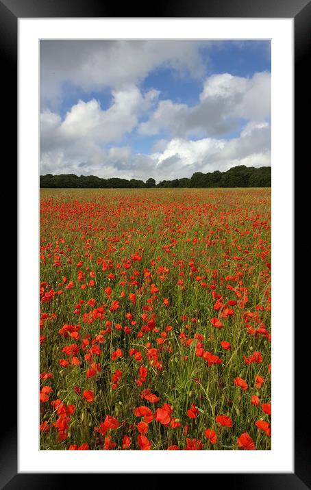 Poppy Field near Milton Abbas, Dorset 3 Framed Mounted Print by Colin Tracy