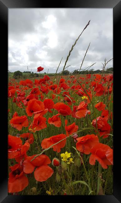 In the Heart of the Poppy Field Framed Print by Colin Tracy