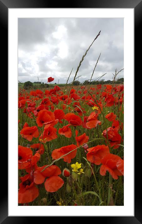 In the Heart of the Poppy Field Framed Mounted Print by Colin Tracy