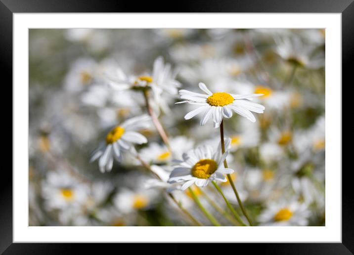 Oxeye Daisies Framed Mounted Print by Colin Tracy