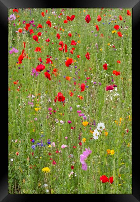 Summer Meadow Framed Print by Colin Tracy