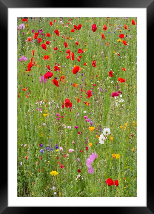 Summer Meadow Framed Mounted Print by Colin Tracy