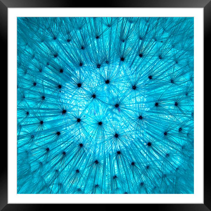 Dandelion in Blue Framed Mounted Print by Colin Tracy