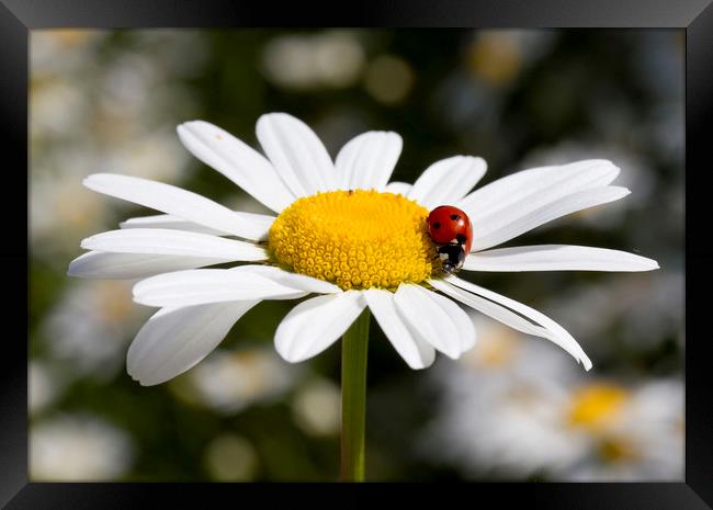 Ladybird on Oxeye Daisy Framed Print by Colin Tracy