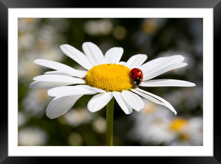 Ladybird on Oxeye Daisy Framed Mounted Print by Colin Tracy