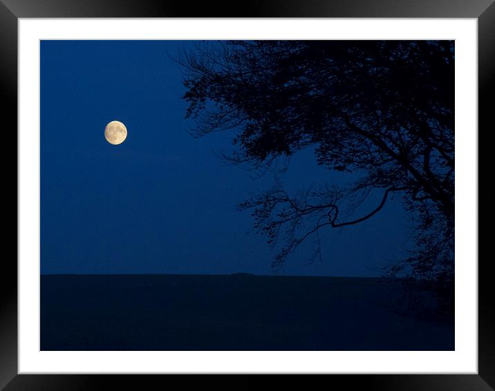 Moon and Beeches Framed Mounted Print by Colin Tracy