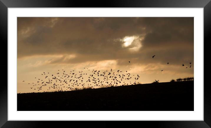 Evening Flight Framed Mounted Print by Colin Tracy