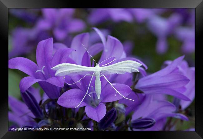 White Plume Moth on Campanula Framed Print by Colin Tracy