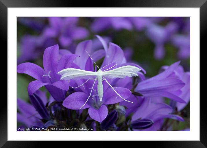 White Plume Moth on Campanula Framed Mounted Print by Colin Tracy