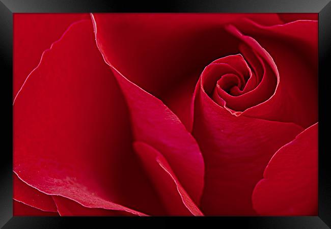 Red Red Rose Framed Print by David Merrifield