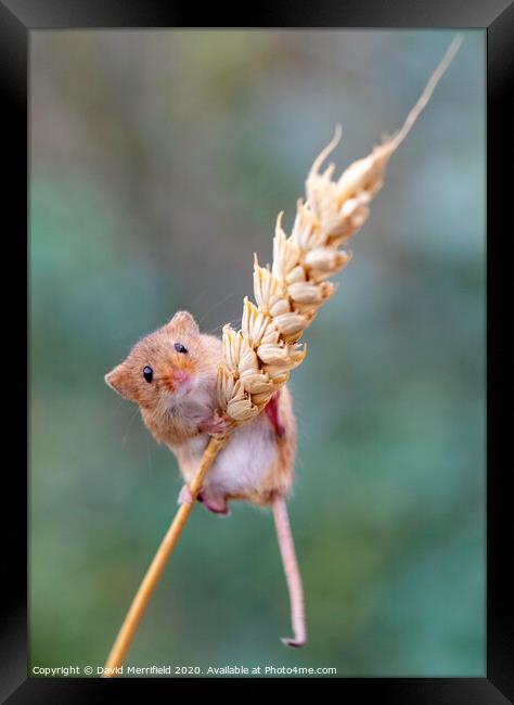 A climbing Harvest Mouse Framed Print by David Merrifield