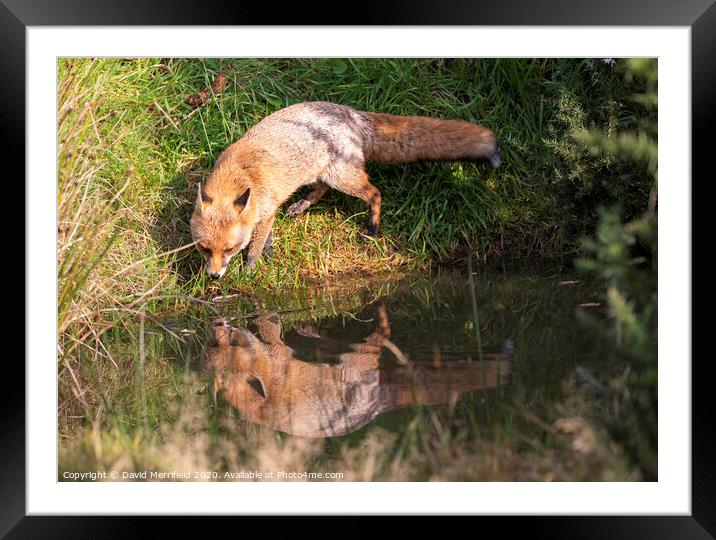 Thirsty Fox drinking out of a pond Framed Mounted Print by David Merrifield