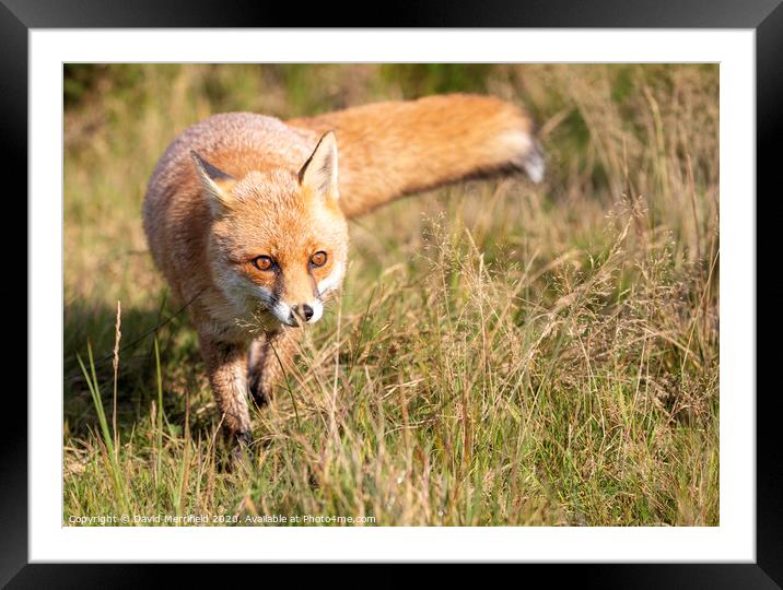 A fox stalking in the grass Framed Mounted Print by David Merrifield